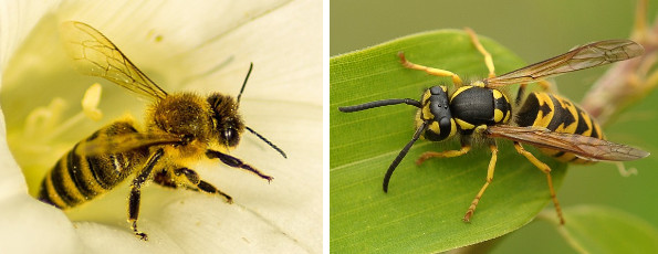 Comparaison entre une abeille et une guêpe