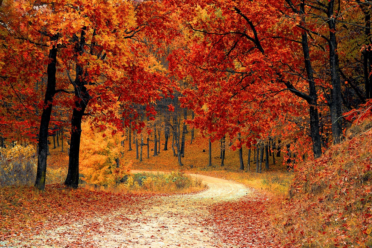 Chemin de forêt en automne