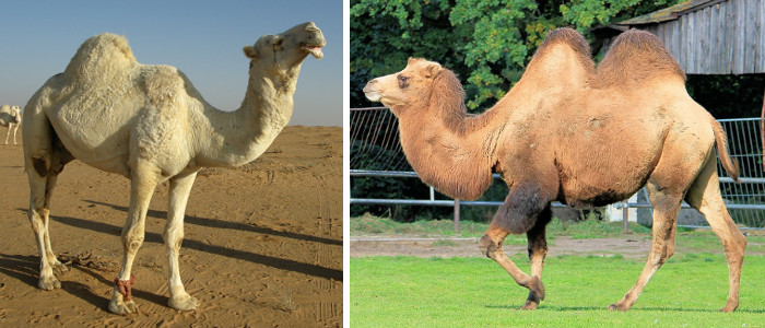 Comparaison entre chameau et dromadaire