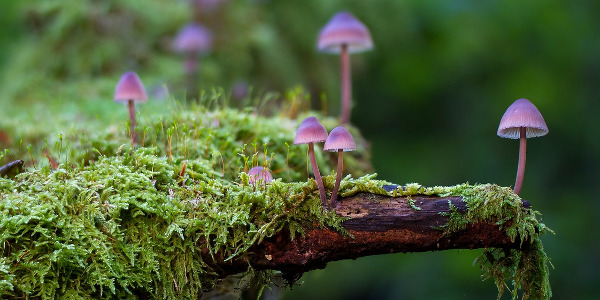 Champignons violets et mousse poussant sur du bois