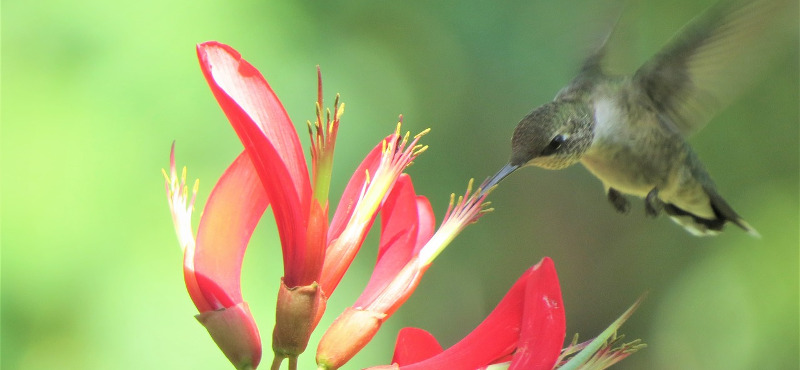 Colibri butinant une fleur