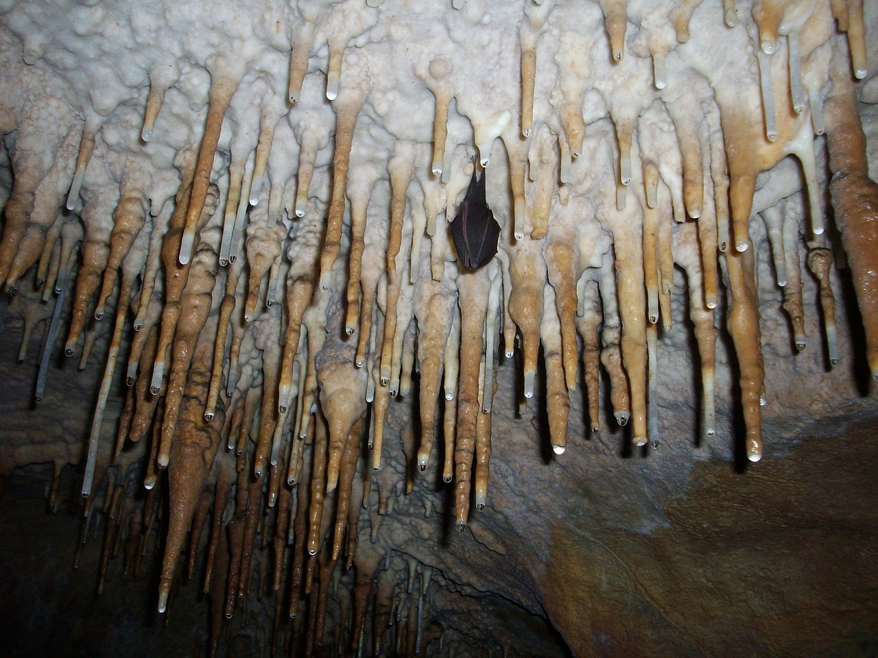 Stalactites en formation