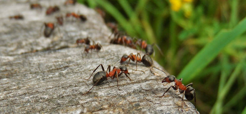 Fourmis se déplaçant en file indienne