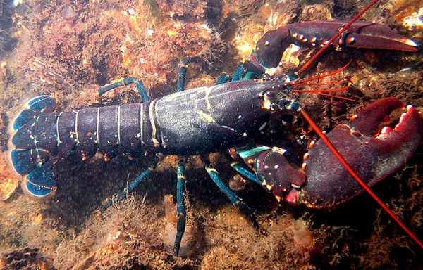 Homard européen