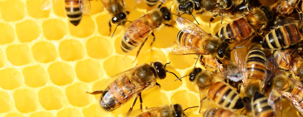 Ruche d'abeilles
