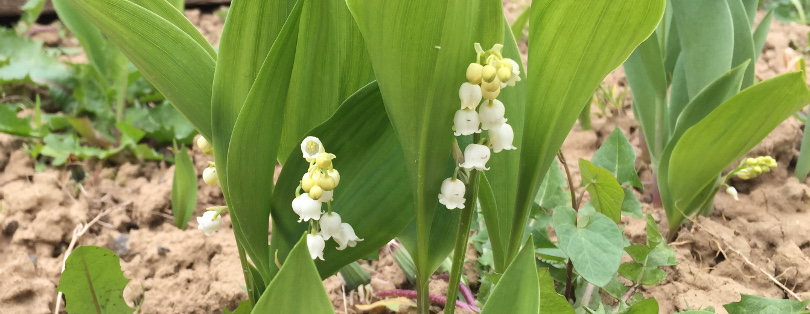 Muguet de mai