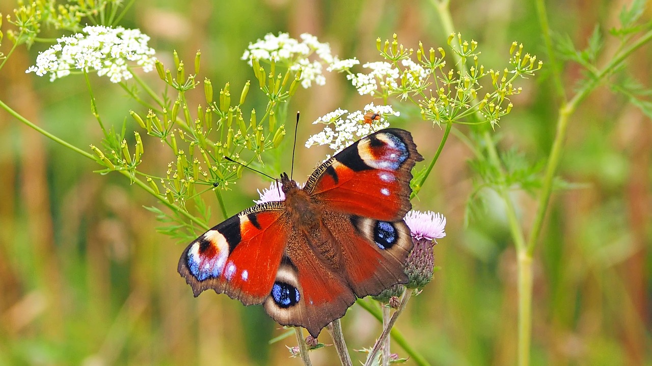 Papillon de jour