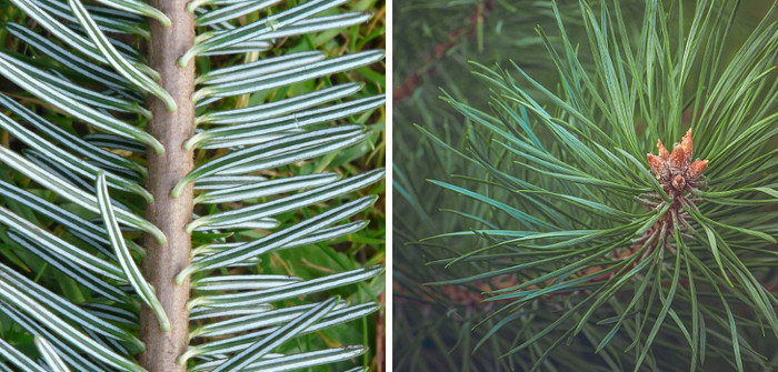 Comparaison des aiguilles de pin et de sapin