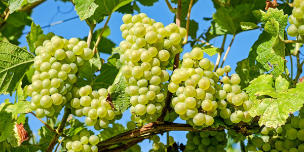 Grappes de raisin blanc